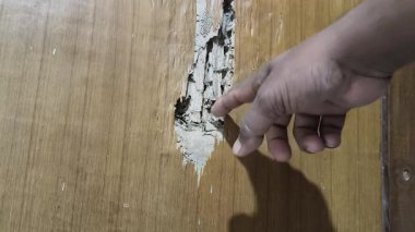 Hasarlı ahşap bir kapı. Büyük, pürüzlü bir delik içerideki parçalanmış beyaz dokuyu ortaya çıkarır. Bu da termit istilasını gösterir. Çevreleyen ahşap açık kahverengidir, içi ise içi boş ve çürüktür..