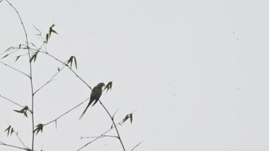 Bir İskandinav papağanı ince bir bambu dalına tünemiş. Kuşun uzun bir kuyruğu, canlı kırmızı bir gagası ve boynunda soluk koyu bir halka vardır. Muhabbet kuşu, papağanın birçok küçük boyutlu türünden biridir..