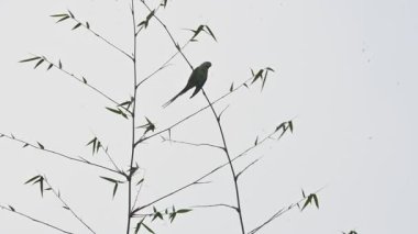 Bir İskandinav papağanı ince bir bambu dalına tünemiş. Kuşun uzun bir kuyruğu, canlı kırmızı bir gagası ve boynunda soluk koyu bir halka vardır. Muhabbet kuşu, papağanın birçok küçük boyutlu türünden biridir..