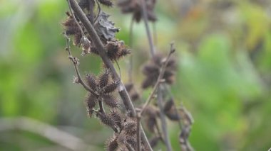 Xanthium strumaryumu. Yaygın adı: Haşin Midye Burr, Noogoora Burr, clotbur, yaygın adı: Cocklebur, büyük midye, woolgarie bur ve Sibirya Coklebur. Asteraceae familyasından çiçek açan bir bitki türü. Kuru Xanthium strumaryum tohumları veya meyveleri.