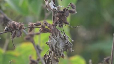 Xanthium strumaryumu. Yaygın adı: Haşin Midye Burr, Noogoora Burr, clotbur, yaygın adı: Cocklebur, büyük midye, woolgarie bur ve Sibirya Coklebur. Asteraceae familyasından çiçek açan bir bitki türü. Kuru Xanthium strumaryum tohumları veya meyveleri.