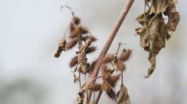 Xanthium strumaryumu. Yaygın adı: Haşin Midye Burr, Noogoora Burr, clotbur, yaygın adı: Cocklebur, büyük midye, woolgarie bur ve Sibirya Coklebur. Asteraceae familyasından çiçek açan bir bitki türü. Kuru Xanthium strumaryum tohumları veya meyveleri.