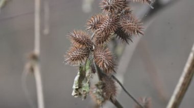 Xanthium strumaryumu. Yaygın adı: Haşin Midye Burr, Noogoora Burr, clotbur, yaygın adı: Cocklebur, büyük midye, woolgarie bur ve Sibirya Coklebur. Asteraceae familyasından çiçek açan bir bitki türü. Kuru Xanthium strumaryum tohumları veya meyveleri.