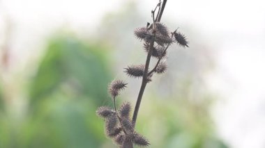 Xanthium strumaryumu. Yaygın adı: Haşin Midye Burr, Noogoora Burr, clotbur, yaygın adı: Cocklebur, büyük midye, woolgarie bur ve Sibirya Coklebur. Asteraceae familyasından çiçek açan bir bitki türü. Kuru Xanthium strumaryum tohumları veya meyveleri.