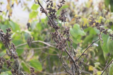 Xanthium strumaryumu. Yaygın adı: Haşin Midye Burr, Noogoora Burr, clotbur, yaygın adı: Cocklebur, büyük midye, woolgarie bur ve Sibirya Coklebur. Asteraceae familyasından çiçek açan bir bitki türü. Kuru Xanthium strumaryum tohumları veya meyveleri.