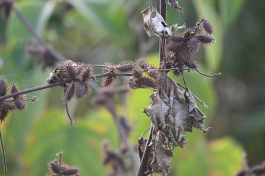 Xanthium strumaryumu. Yaygın adı: Haşin Midye Burr, Noogoora Burr, clotbur, yaygın adı: Cocklebur, büyük midye, woolgarie bur ve Sibirya Coklebur. Asteraceae familyasından çiçek açan bir bitki türü. Kuru Xanthium strumaryum tohumları veya meyveleri.