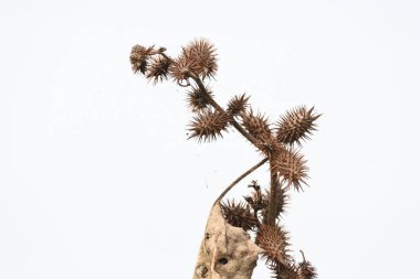 Xanthium strumaryumu. Yaygın adı: Haşin Midye Burr, Noogoora Burr, clotbur, yaygın adı: Cocklebur, büyük midye, woolgarie bur ve Sibirya Coklebur. Asteraceae familyasından çiçek açan bir bitki türü. Kuru Xanthium strumaryum tohumları veya meyveleri.