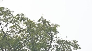 Hint balıkçıl kuşu bir ağaç dalına tünemiş. Yaygın adı Paddybird ve Ardeola grayii 'dir. Küçük bir balıkçıl. Su kaynaklarının kenarlarında avlanırlar..