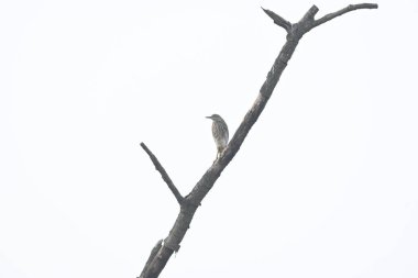 Kuru bir dala tünemiş bir Hint balıkçıl balığı. Yaygın adı Paddybird ve Ardeola grayii 'dir. Küçük bir balıkçıl. Su kaynaklarının kenarlarında avlanırlar..