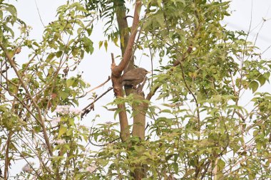 Orman gevezesi ya da Argya Striata kuşu. Leiothrichidae familyasının bir üyesidir. Yaygın adı Turdoides striata ve Seven Sisters Bird..