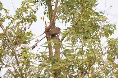 Orman gevezesi ya da Argya Striata kuşu. Leiothrichidae familyasının bir üyesidir. Yaygın adı Turdoides striata ve Seven Sisters Bird..