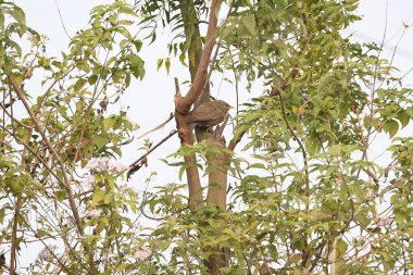 Orman gevezesi ya da Argya Striata kuşu. Leiothrichidae familyasının bir üyesidir. Yaygın adı Turdoides striata ve Seven Sisters Bird..