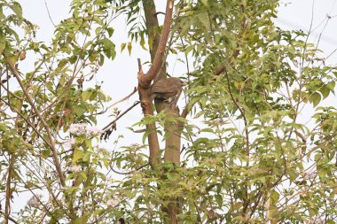 Orman gevezesi ya da Argya Striata kuşu. Leiothrichidae familyasının bir üyesidir. Yaygın adı Turdoides striata ve Seven Sisters Bird..