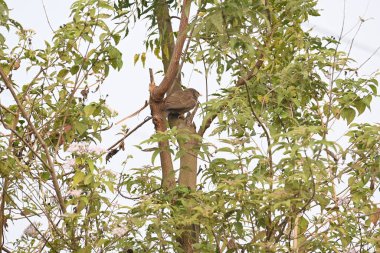 Orman gevezesi ya da Argya Striata kuşu. Leiothrichidae familyasının bir üyesidir. Yaygın adı Turdoides striata ve Seven Sisters Bird..