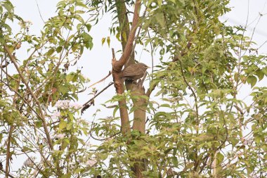 Orman gevezesi ya da Argya Striata kuşu. Leiothrichidae familyasının bir üyesidir. Yaygın adı Turdoides striata ve Seven Sisters Bird..