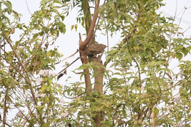 Orman gevezesi ya da Argya Striata kuşu. Leiothrichidae familyasının bir üyesidir. Yaygın adı Turdoides striata ve Seven Sisters Bird..
