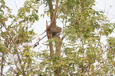 Orman gevezesi ya da Argya Striata kuşu. Leiothrichidae familyasının bir üyesidir. Yaygın adı Turdoides striata ve Seven Sisters Bird..