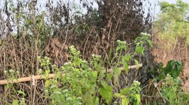 Bir tarlada kurumuş dallardan yapılmış bir çit. Hindistan 'ın kırsal kesimindeki çiftçiler ekinlerini hayvanlardan korumak için dallardan çitler örerler. Bu geleneksel bir tarım uygulaması. Bir çit ya da çit kuru, kahverengi çalılar tarla boyunca uzanıyordu..