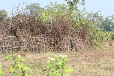 Bir tarlada kurumuş dallardan yapılmış bir çit. Hindistan 'ın kırsal kesimindeki çiftçiler ekinlerini hayvanlardan korumak için dallardan çitler örerler. Bu geleneksel bir tarım uygulaması. Bir çit ya da çit kuru, kahverengi çalılar tarla boyunca uzanıyordu..