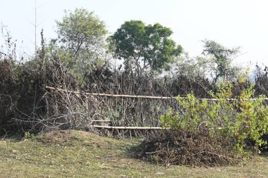 Bir tarlada kurumuş dallardan yapılmış bir çit. Hindistan 'ın kırsal kesimindeki çiftçiler ekinlerini hayvanlardan korumak için dallardan çitler örerler. Bu geleneksel bir tarım uygulaması. Bir çit ya da çit kuru, kahverengi çalılar tarla boyunca uzanıyordu..