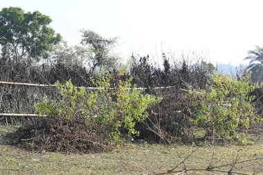 Bir tarlada kurumuş dallardan yapılmış bir çit. Hindistan 'ın kırsal kesimindeki çiftçiler ekinlerini hayvanlardan korumak için dallardan çitler örerler. Bu geleneksel bir tarım uygulaması. Bir çit ya da çit kuru, kahverengi çalılar tarla boyunca uzanıyordu..