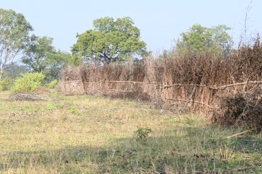 Bir tarlada kurumuş dallardan yapılmış bir çit. Hindistan 'ın kırsal kesimindeki çiftçiler ekinlerini hayvanlardan korumak için dallardan çitler örerler. Bu geleneksel bir tarım uygulaması. Bir çit ya da çit kuru, kahverengi çalılar tarla boyunca uzanıyordu..