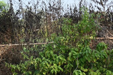 Bir tarlada kurumuş dallardan yapılmış bir çit. Hindistan 'ın kırsal kesimindeki çiftçiler ekinlerini hayvanlardan korumak için dallardan çitler örerler. Bu geleneksel bir tarım uygulaması. Bir çit ya da çit kuru, kahverengi çalılar tarla boyunca uzanıyordu..