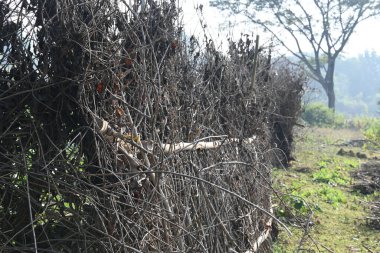 Bir tarlada kurumuş dallardan yapılmış bir çit. Hindistan 'ın kırsal kesimindeki çiftçiler ekinlerini hayvanlardan korumak için dallardan çitler örerler. Bu geleneksel bir tarım uygulaması. Bir çit ya da çit kuru, kahverengi çalılar tarla boyunca uzanıyordu..