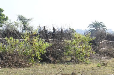 Bir tarlada kurumuş dallardan yapılmış bir çit. Hindistan 'ın kırsal kesimindeki çiftçiler ekinlerini hayvanlardan korumak için dallardan çitler örerler. Bu geleneksel bir tarım uygulaması. Bir çit ya da çit kuru, kahverengi çalılar tarla boyunca uzanıyordu..
