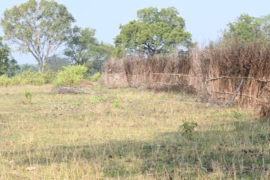 Bir tarlada kurumuş dallardan yapılmış bir çit. Hindistan 'ın kırsal kesimindeki çiftçiler ekinlerini hayvanlardan korumak için dallardan çitler örerler. Bu geleneksel bir tarım uygulaması. Bir çit ya da çit kuru, kahverengi çalılar tarla boyunca uzanıyordu..