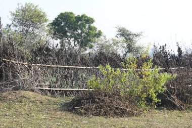 Bir tarlada kurumuş dallardan yapılmış bir çit. Hindistan 'ın kırsal kesimindeki çiftçiler ekinlerini hayvanlardan korumak için dallardan çitler örerler. Bu geleneksel bir tarım uygulaması. Bir çit ya da çit kuru, kahverengi çalılar tarla boyunca uzanıyordu..