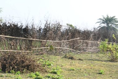 Bir tarlada kurumuş dallardan yapılmış bir çit. Hindistan 'ın kırsal kesimindeki çiftçiler ekinlerini hayvanlardan korumak için dallardan çitler örerler. Bu geleneksel bir tarım uygulaması. Bir çit ya da çit kuru, kahverengi çalılar tarla boyunca uzanıyordu..