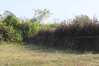 Bir tarlada kurumuş dallardan yapılmış bir çit. Hindistan 'ın kırsal kesimindeki çiftçiler ekinlerini hayvanlardan korumak için dallardan çitler örerler. Bu geleneksel bir tarım uygulaması. Bir çit ya da çit kuru, kahverengi çalılar tarla boyunca uzanıyordu..
