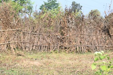 Bir tarlada kurumuş dallardan yapılmış bir çit. Hindistan 'ın kırsal kesimindeki çiftçiler ekinlerini hayvanlardan korumak için dallardan çitler örerler. Bu geleneksel bir tarım uygulaması. Bir çit ya da çit kuru, kahverengi çalılar tarla boyunca uzanıyordu..