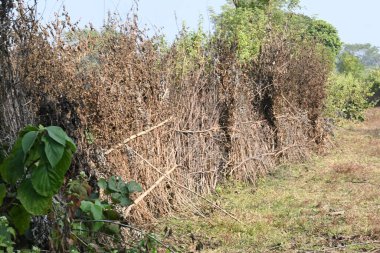 Bir tarlada kurumuş dallardan yapılmış bir çit. Hindistan 'ın kırsal kesimindeki çiftçiler ekinlerini hayvanlardan korumak için dallardan çitler örerler. Bu geleneksel bir tarım uygulaması. Bir çit ya da çit kuru, kahverengi çalılar tarla boyunca uzanıyordu..