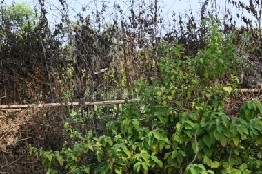 Bir tarlada kurumuş dallardan yapılmış bir çit. Hindistan 'ın kırsal kesimindeki çiftçiler ekinlerini hayvanlardan korumak için dallardan çitler örerler. Bu geleneksel bir tarım uygulaması. Bir çit ya da çit kuru, kahverengi çalılar tarla boyunca uzanıyordu..