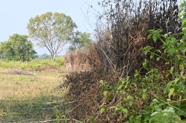 Bir tarlada kurumuş dallardan yapılmış bir çit. Hindistan 'ın kırsal kesimindeki çiftçiler ekinlerini hayvanlardan korumak için dallardan çitler örerler. Bu geleneksel bir tarım uygulaması. Bir çit ya da çit kuru, kahverengi çalılar tarla boyunca uzanıyordu..