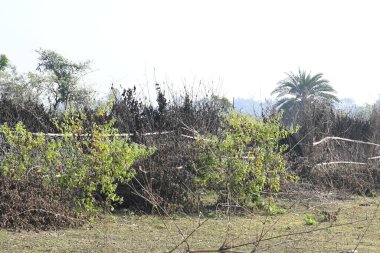 Bir tarlada kurumuş dallardan yapılmış bir çit. Hindistan 'ın kırsal kesimindeki çiftçiler ekinlerini hayvanlardan korumak için dallardan çitler örerler. Bu geleneksel bir tarım uygulaması. Bir çit ya da çit kuru, kahverengi çalılar tarla boyunca uzanıyordu..