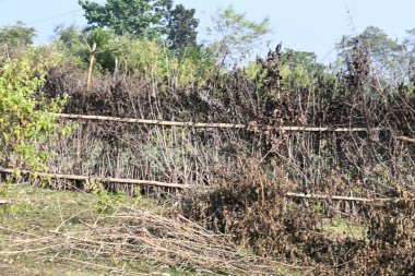 Bir tarlada kurumuş dallardan yapılmış bir çit. Hindistan 'ın kırsal kesimindeki çiftçiler ekinlerini hayvanlardan korumak için dallardan çitler örerler. Bu geleneksel bir tarım uygulaması. Bir çit ya da çit kuru, kahverengi çalılar tarla boyunca uzanıyordu..