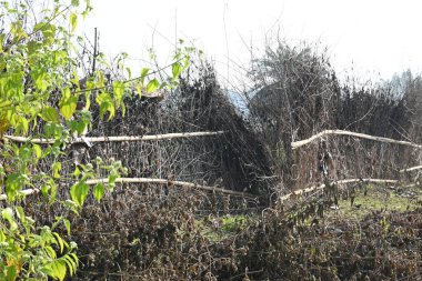Bir tarlada kurumuş dallardan yapılmış bir çit. Hindistan 'ın kırsal kesimindeki çiftçiler ekinlerini hayvanlardan korumak için dallardan çitler örerler. Bu geleneksel bir tarım uygulaması. Bir çit ya da çit kuru, kahverengi çalılar tarla boyunca uzanıyordu..