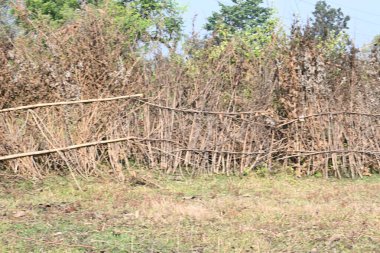 Bir tarlada kurumuş dallardan yapılmış bir çit. Hindistan 'ın kırsal kesimindeki çiftçiler ekinlerini hayvanlardan korumak için dallardan çitler örerler. Bu geleneksel bir tarım uygulaması. Bir çit ya da çit kuru, kahverengi çalılar tarla boyunca uzanıyordu..