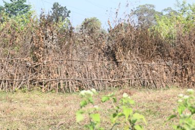 Bir tarlada kurumuş dallardan yapılmış bir çit. Hindistan 'ın kırsal kesimindeki çiftçiler ekinlerini hayvanlardan korumak için dallardan çitler örerler. Bu geleneksel bir tarım uygulaması. Bir çit ya da çit kuru, kahverengi çalılar tarla boyunca uzanıyordu..