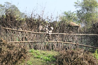 Bir tarlada kurumuş dallardan yapılmış bir çit. Hindistan 'ın kırsal kesimindeki çiftçiler ekinlerini hayvanlardan korumak için dallardan çitler örerler. Bu geleneksel bir tarım uygulaması. Bir çit ya da çit kuru, kahverengi çalılar tarla boyunca uzanıyordu..
