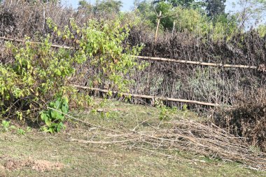 Bir tarlada kurumuş dallardan yapılmış bir çit. Hindistan 'ın kırsal kesimindeki çiftçiler ekinlerini hayvanlardan korumak için dallardan çitler örerler. Bu geleneksel bir tarım uygulaması. Bir çit ya da çit kuru, kahverengi çalılar tarla boyunca uzanıyordu..