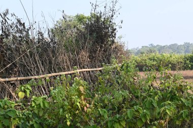 Bir tarlada kurumuş dallardan yapılmış bir çit. Hindistan 'ın kırsal kesimindeki çiftçiler ekinlerini hayvanlardan korumak için dallardan çitler örerler. Bu geleneksel bir tarım uygulaması. Bir çit ya da çit kuru, kahverengi çalılar tarla boyunca uzanıyordu..