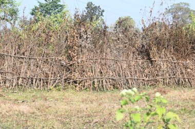 Bir tarlada kurumuş dallardan yapılmış bir çit. Hindistan 'ın kırsal kesimindeki çiftçiler ekinlerini hayvanlardan korumak için dallardan çitler örerler. Bu geleneksel bir tarım uygulaması. Bir çit ya da çit kuru, kahverengi çalılar tarla boyunca uzanıyordu..