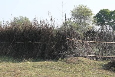 Bir tarlada kurumuş dallardan yapılmış bir çit. Hindistan 'ın kırsal kesimindeki çiftçiler ekinlerini hayvanlardan korumak için dallardan çitler örerler. Bu geleneksel bir tarım uygulaması. Bir çit ya da çit kuru, kahverengi çalılar tarla boyunca uzanıyordu..