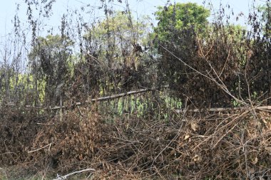 Bir tarlada kurumuş dallardan yapılmış bir çit. Hindistan 'ın kırsal kesimindeki çiftçiler ekinlerini hayvanlardan korumak için dallardan çitler örerler. Bu geleneksel bir tarım uygulaması. Bir çit ya da çit kuru, kahverengi çalılar tarla boyunca uzanıyordu..