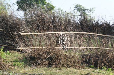 Bir tarlada kurumuş dallardan yapılmış bir çit. Hindistan 'ın kırsal kesimindeki çiftçiler ekinlerini hayvanlardan korumak için dallardan çitler örerler. Bu geleneksel bir tarım uygulaması. Bir çit ya da çit kuru, kahverengi çalılar tarla boyunca uzanıyordu..