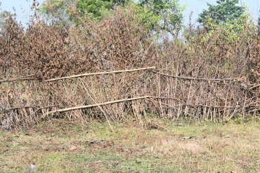 Bir tarlada kurumuş dallardan yapılmış bir çit. Hindistan 'ın kırsal kesimindeki çiftçiler ekinlerini hayvanlardan korumak için dallardan çitler örerler. Bu geleneksel bir tarım uygulaması. Bir çit ya da çit kuru, kahverengi çalılar tarla boyunca uzanıyordu..